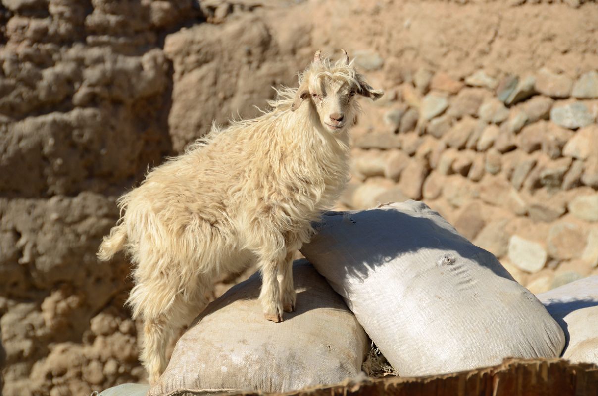 26 Sheep Climbs Up To Watch Me In Yilik Village On The Way To K2 China Trek